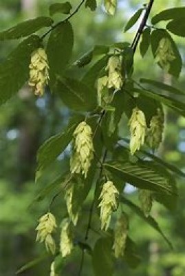 Hop Hornbeam